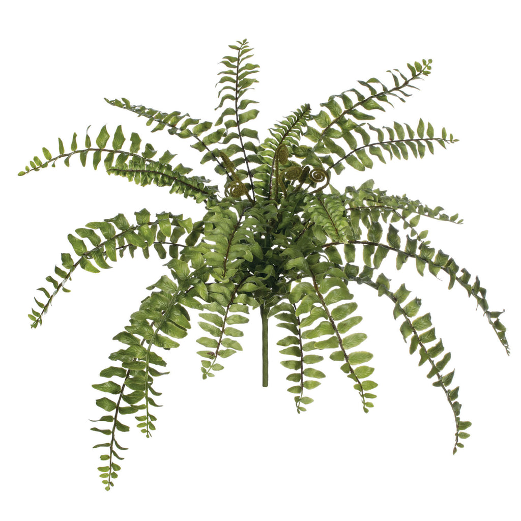 Boston Fern Bush              