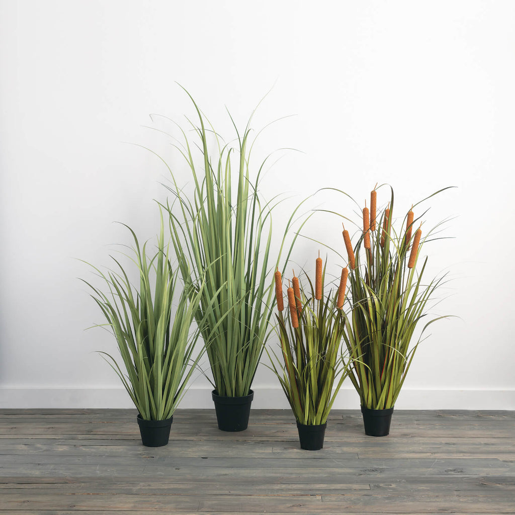 Potted Oniongrass And Cattails