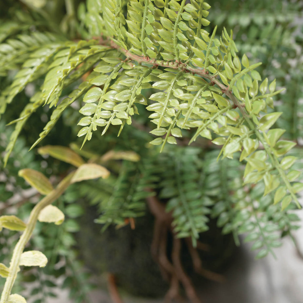 Fern In Ball                  