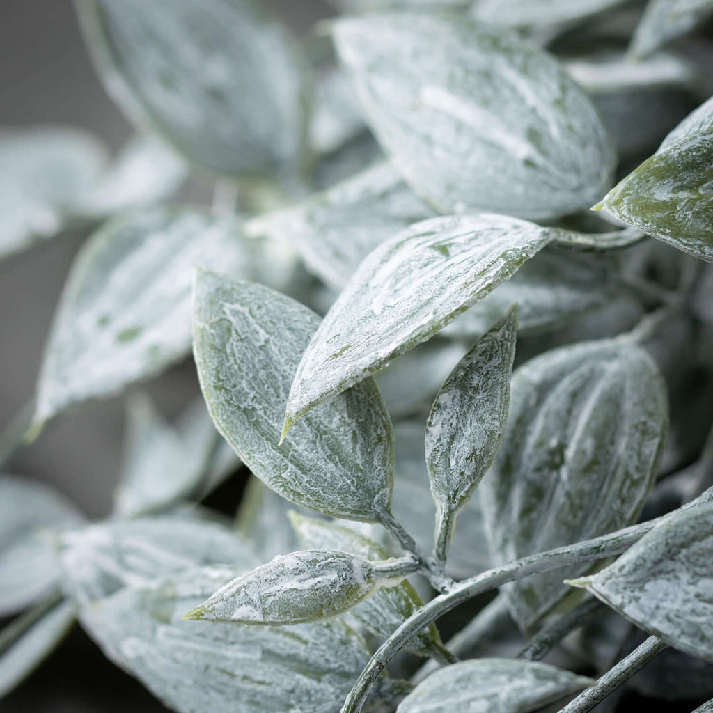 Dusty Green Leaf Bush         