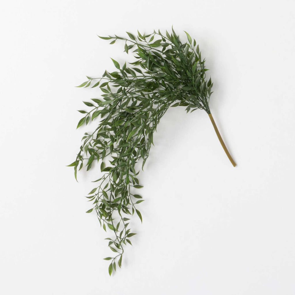 Draping Green Ruscus Bush     