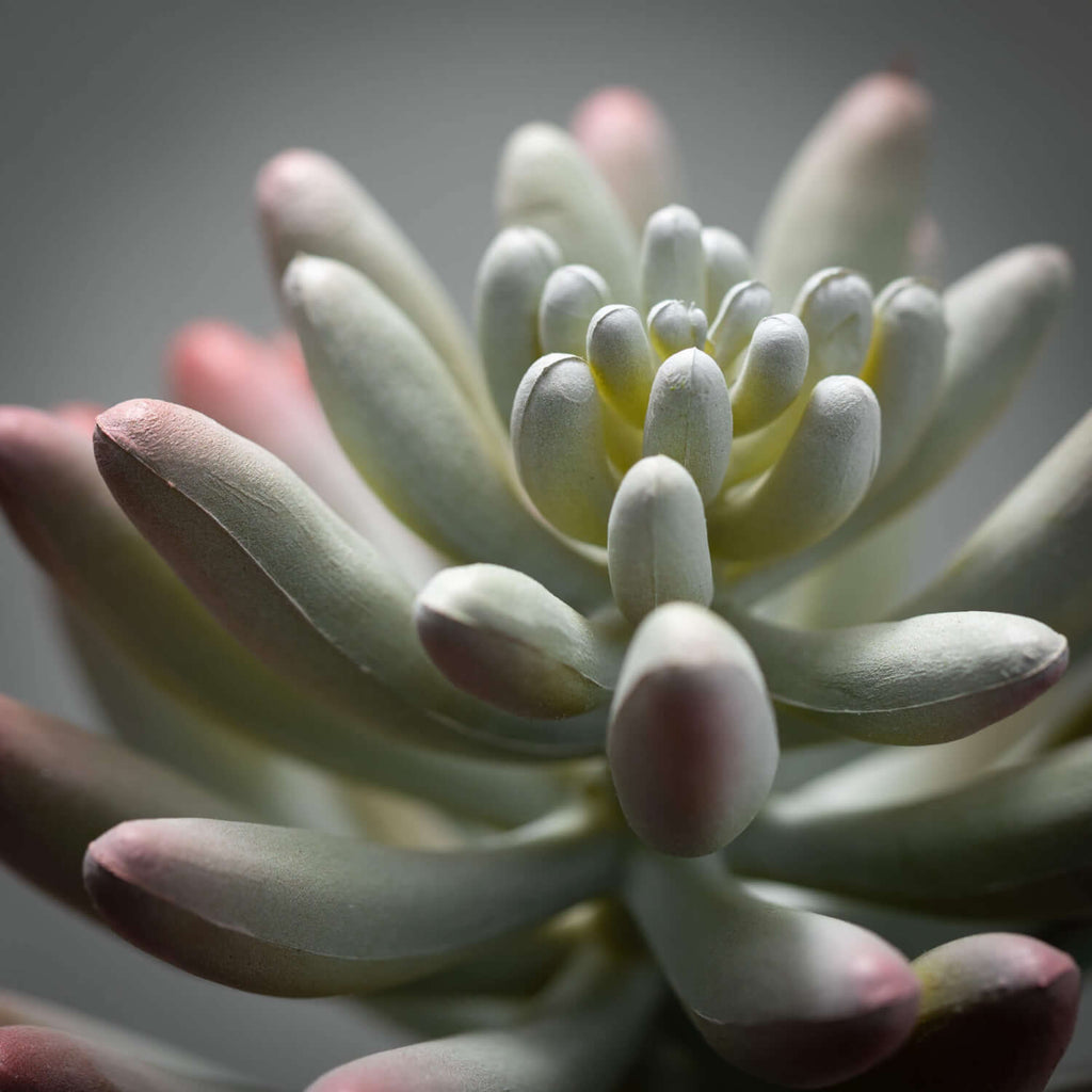 Succulent With Flower Bloom   