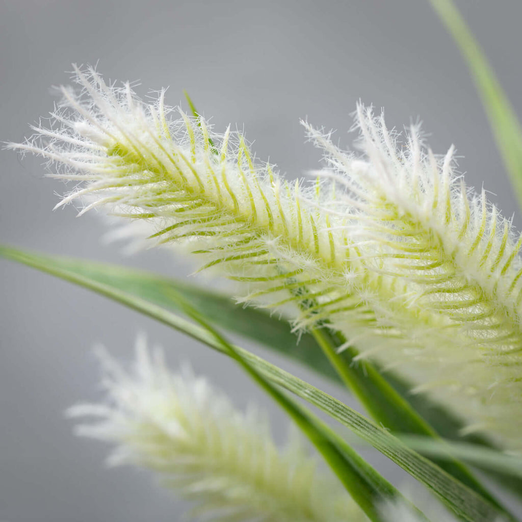 Fuzzy Fox Tail Grass Bush     