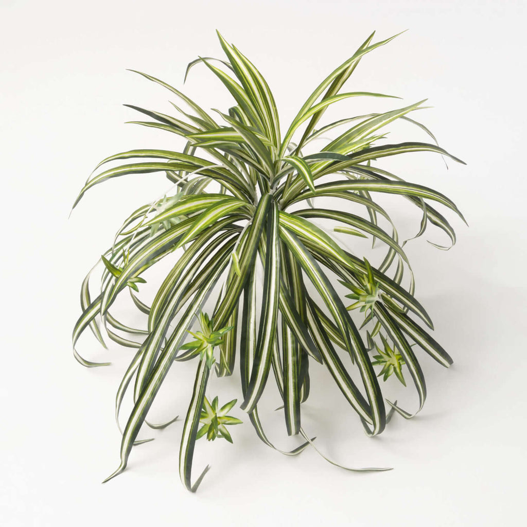 Retro-Inspired Spider Plant   