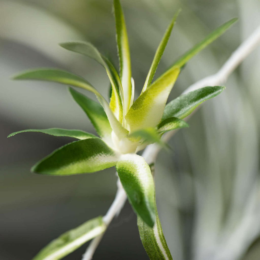 Retro-Inspired Spider Plant   