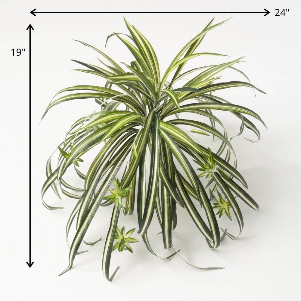 Retro-Inspired Spider Plant   