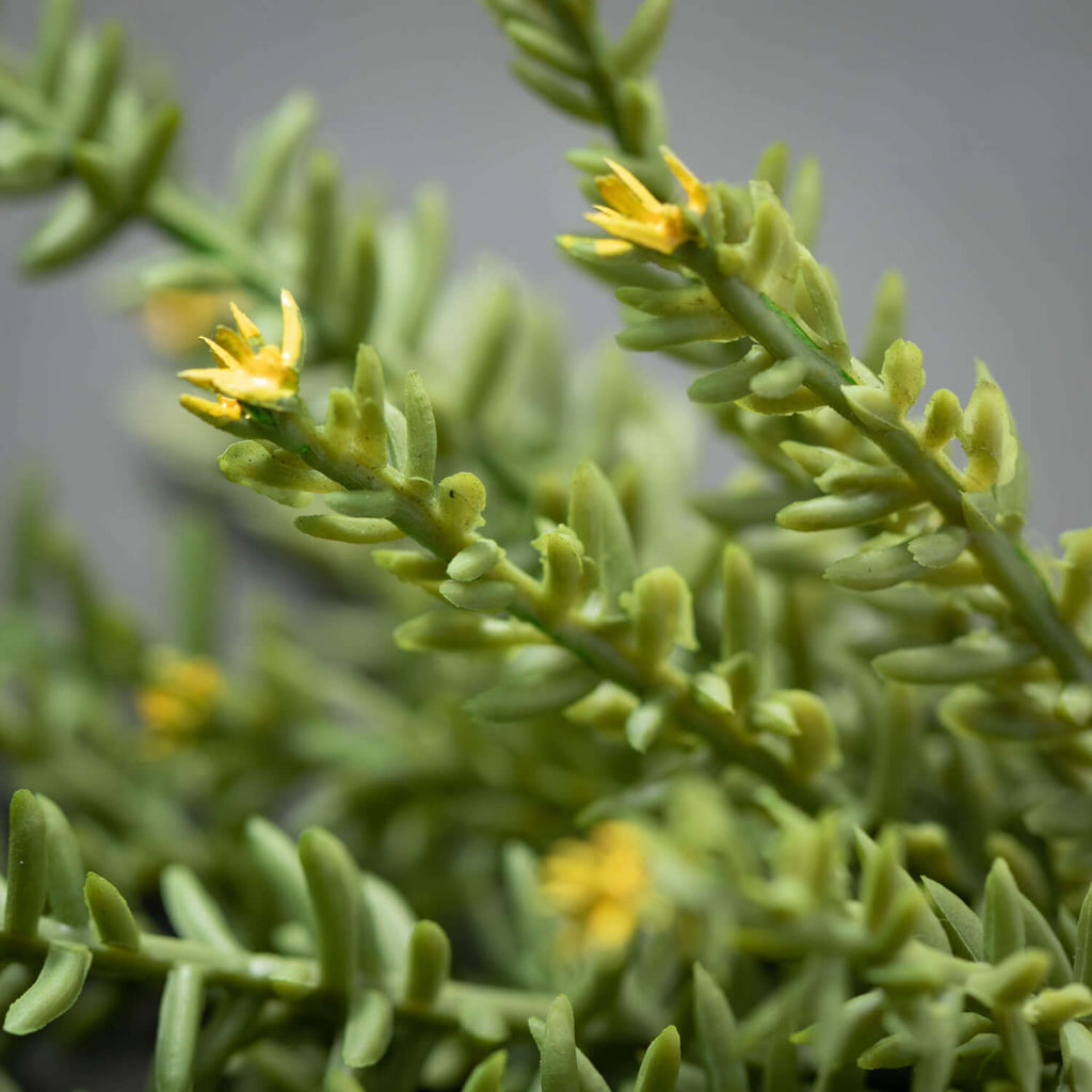 Yellow-Tipped Succulent Bush  