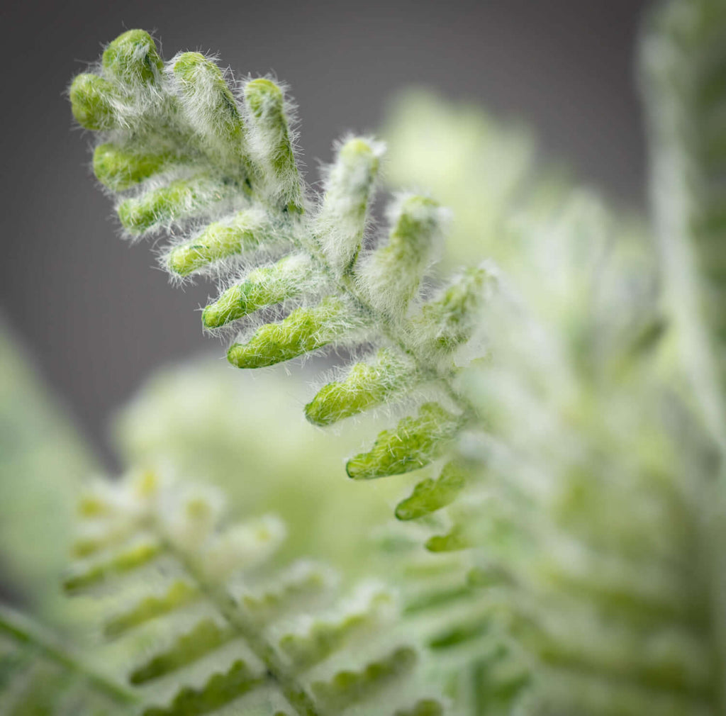 Mini Mint Green Fern Bush     