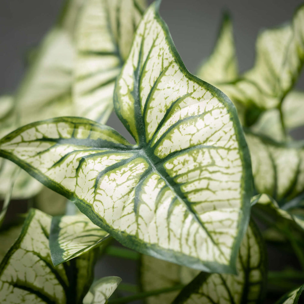 Syngonium Variegated Leaf Bush