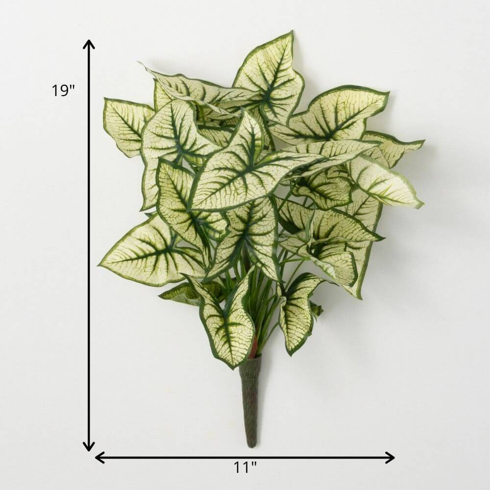 Syngonium Variegated Leaf Bush