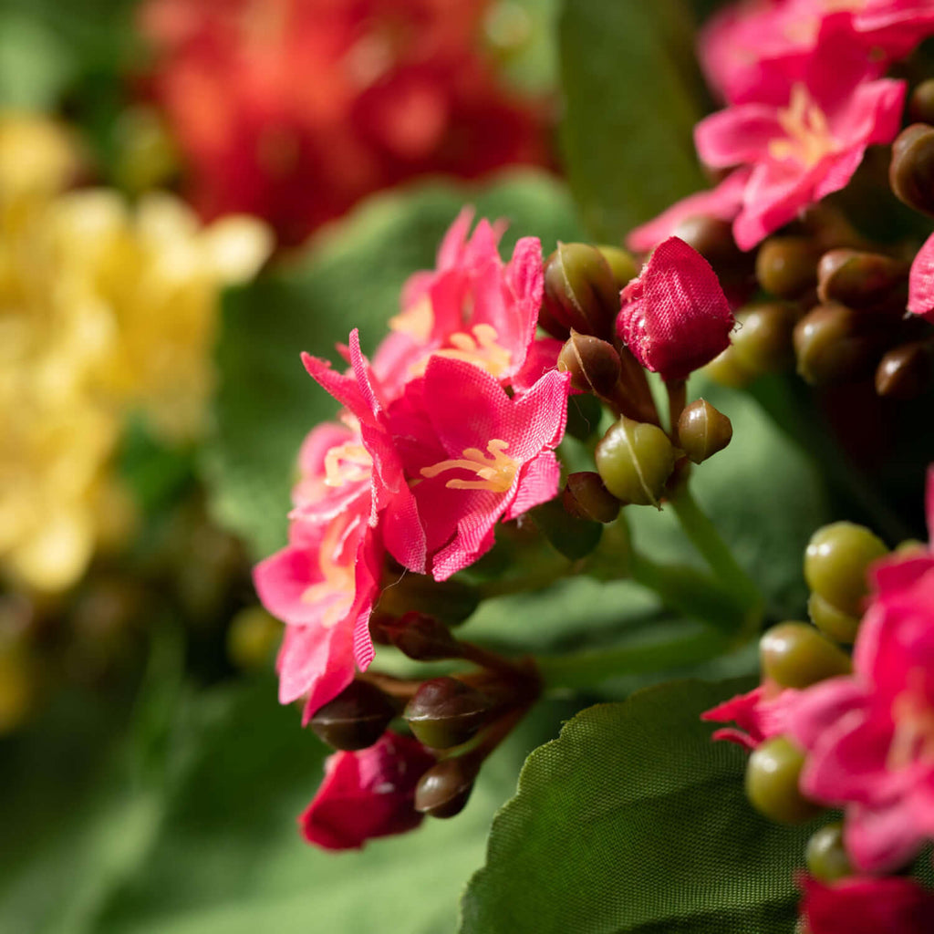 Kalanchoe Flower Bush Set Of 3