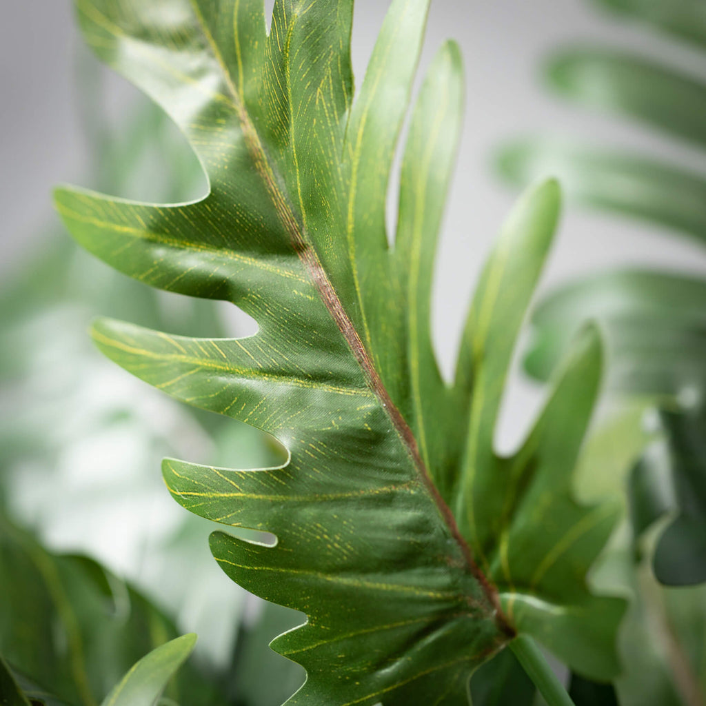 No-Fuss Philodendron Leaf Bush