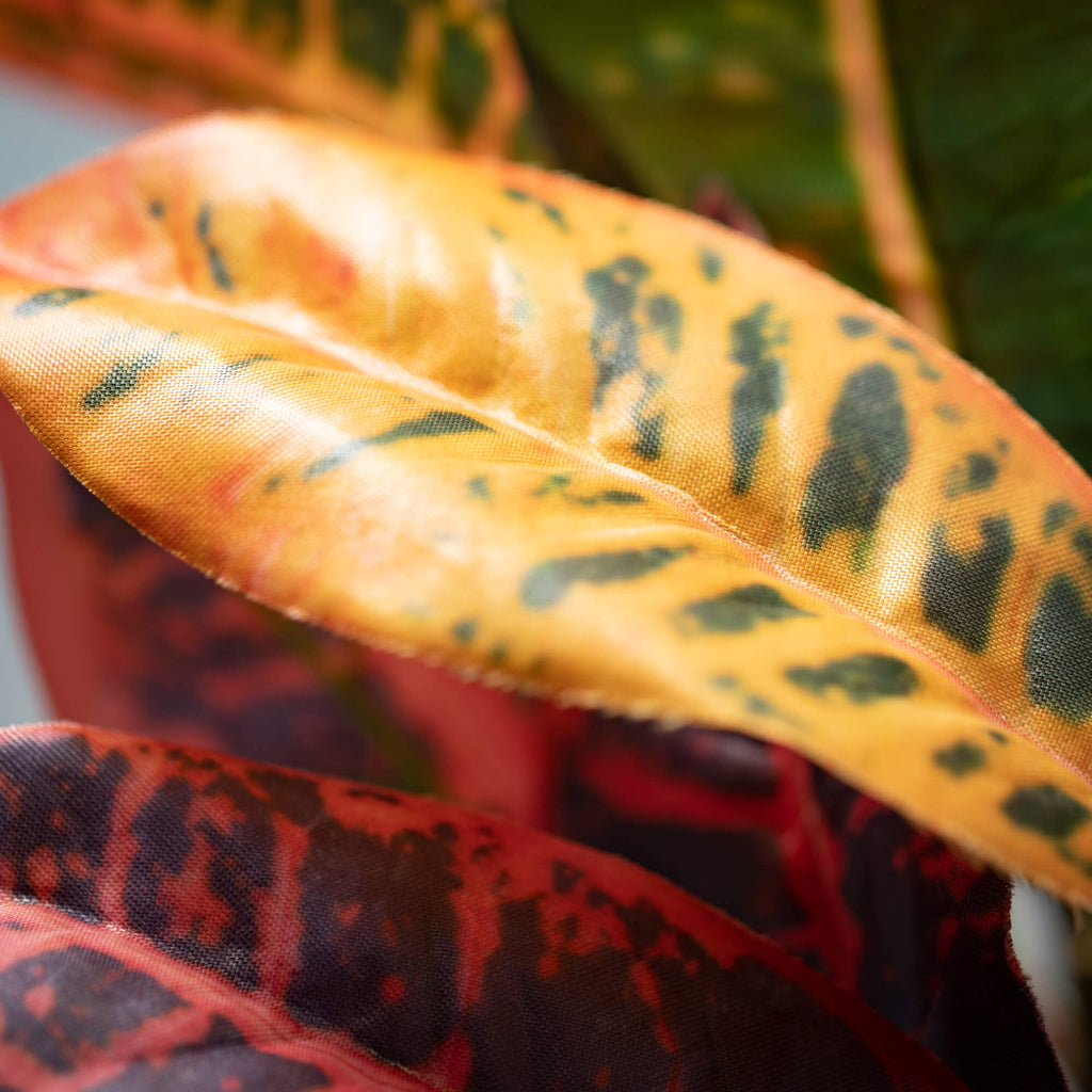 Blended Hue Croton Foliage    