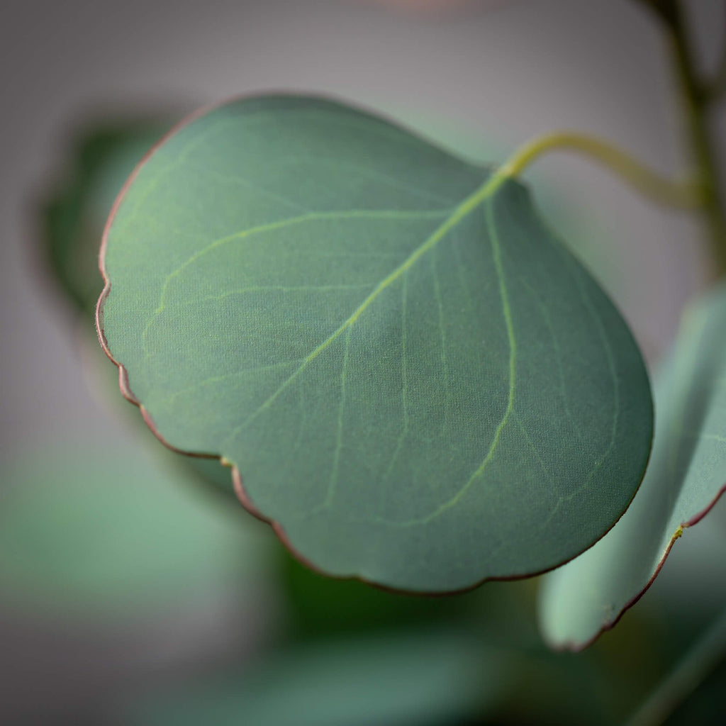 Green Silver Dollar Eucalyptus