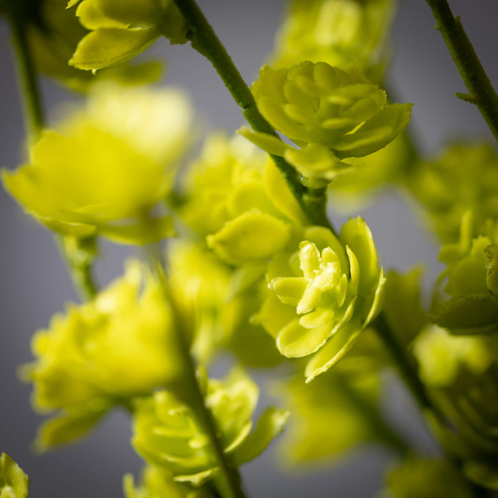 Lush Light Green Succulent Swa