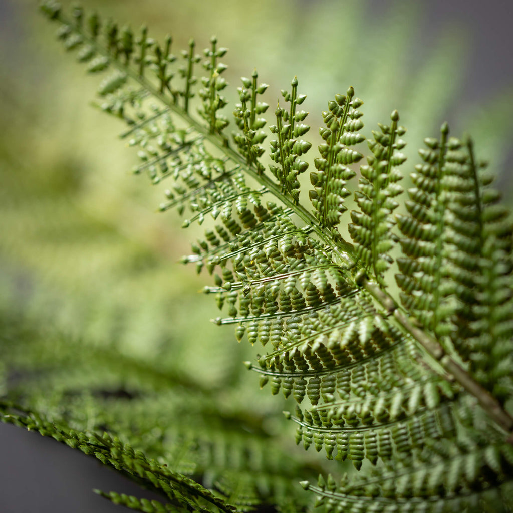 Green Fern Spray              