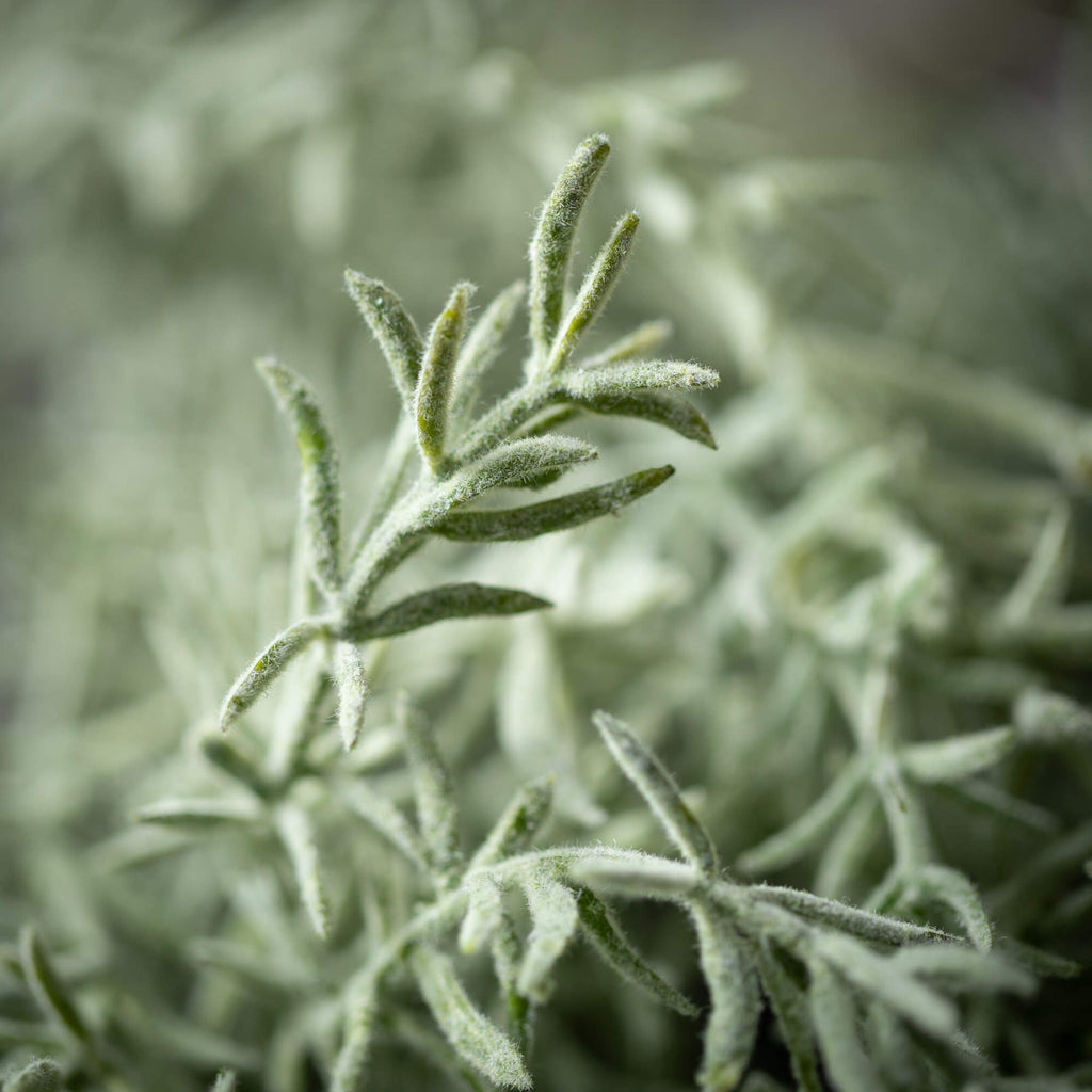 Feathery Rosemary Spray       