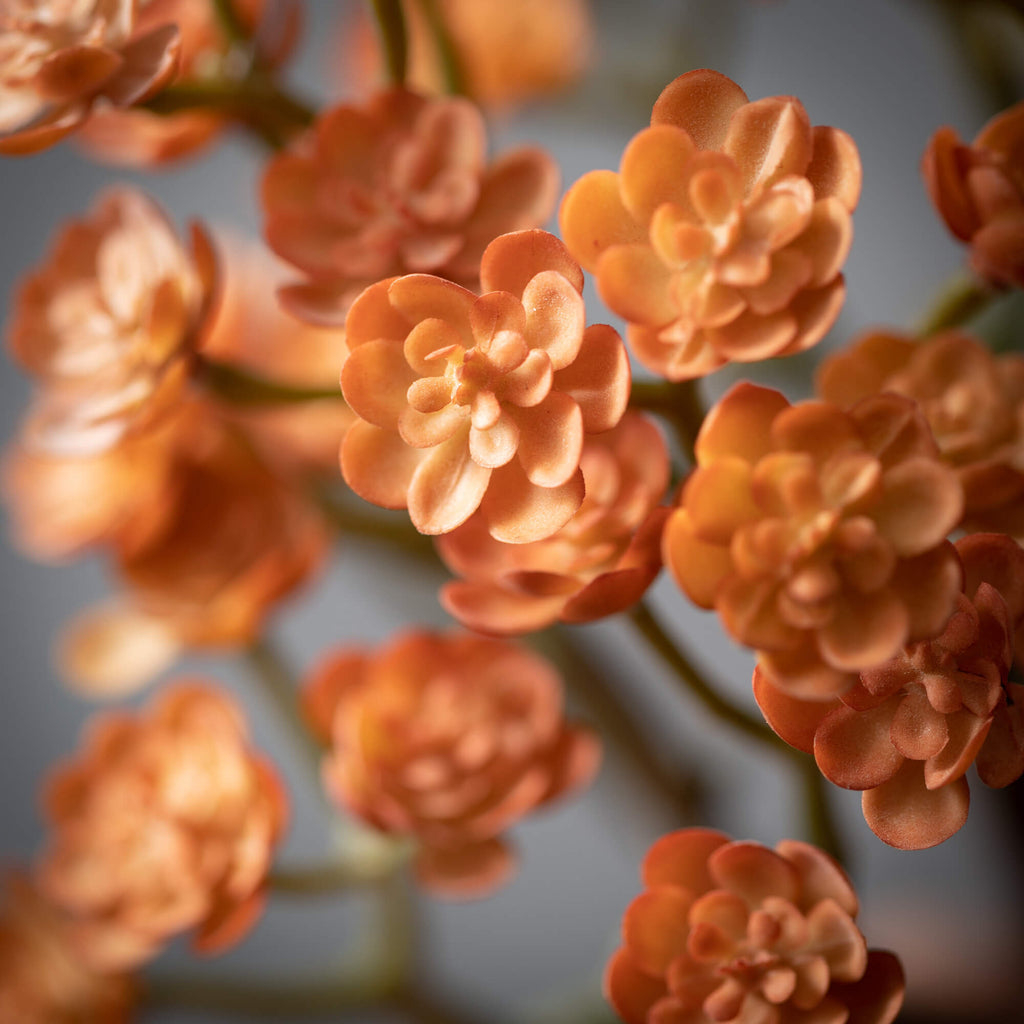 Orange Echeveria Succulent Bus