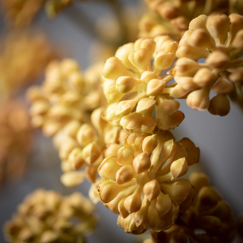 Yellow Sedum Succulent Bush   