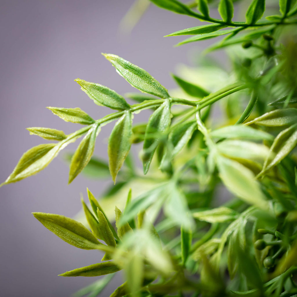 Feathery Green Ruscus Bush    