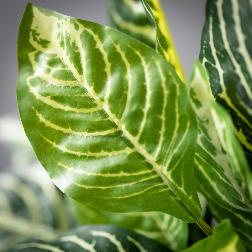 Full Variegated Zebra Bush    