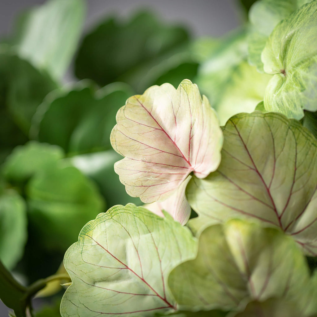 Green Begonia Leaf Bush Trio  