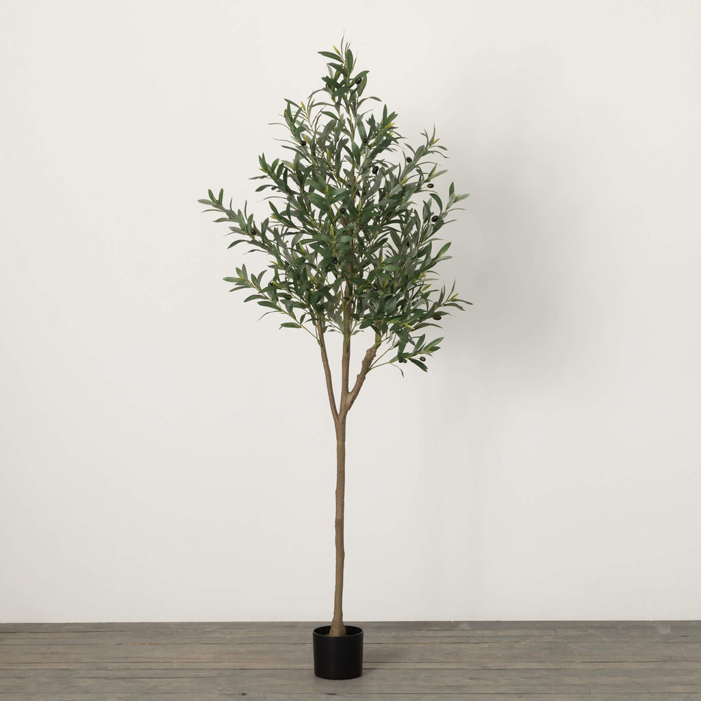 Large Potted Olive Tree       