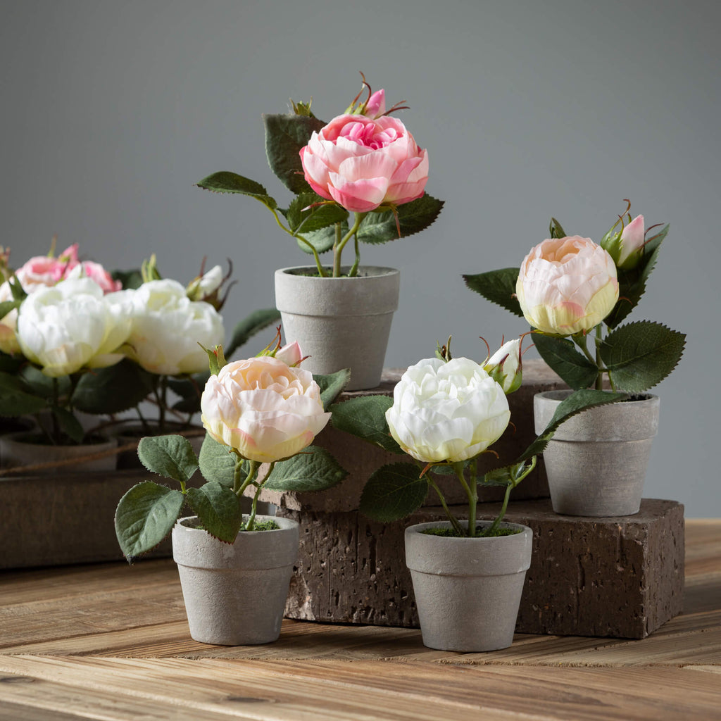 Elegant Potted Pink Rose      