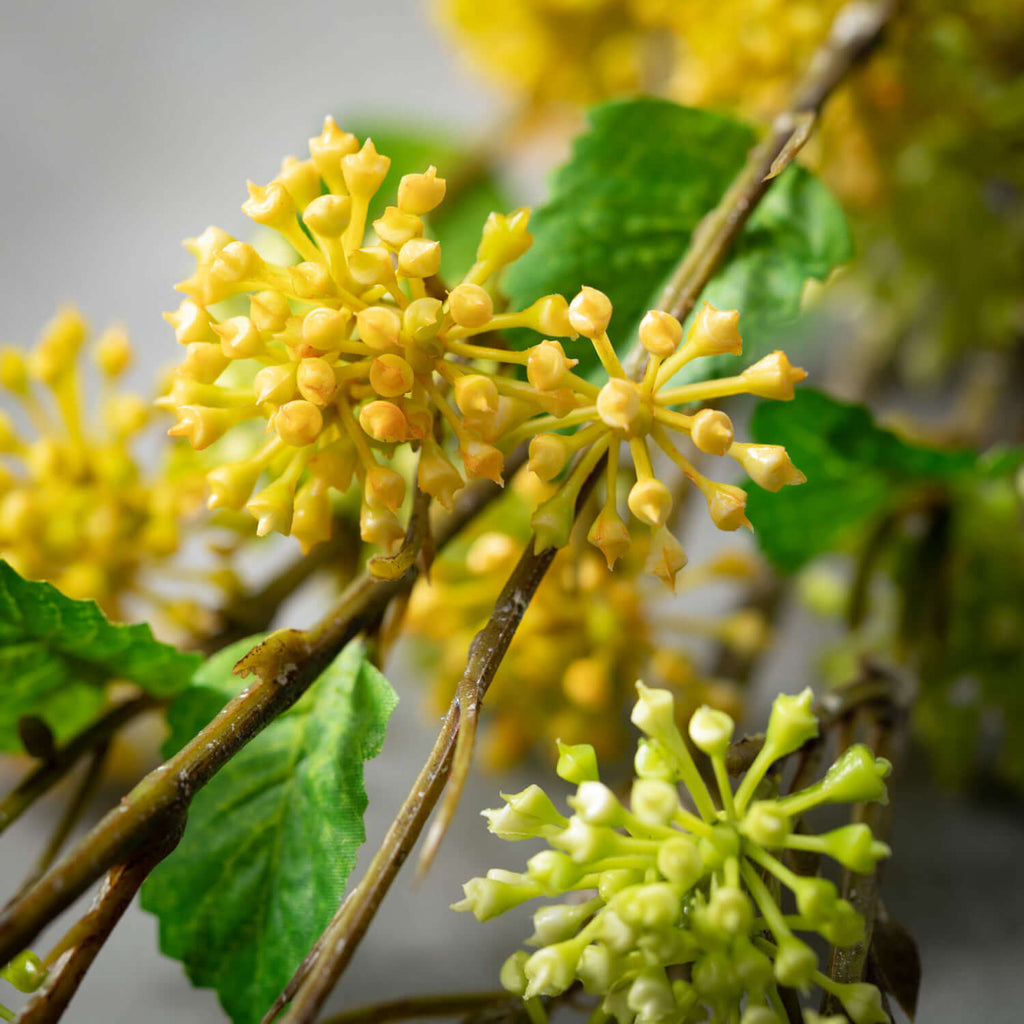 Lemon & Lime-Colored Berries  