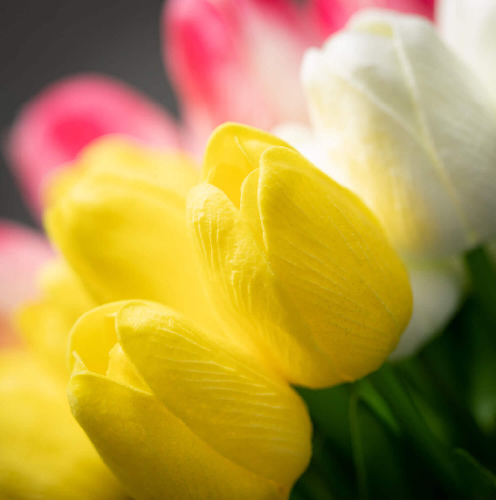 Springtime Blooming Tulip Bush