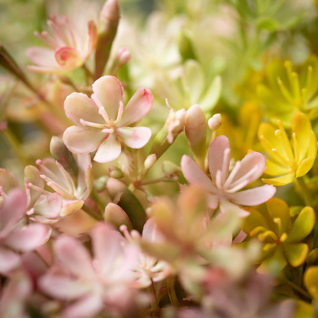 Spring Wildflower Bush Bundles