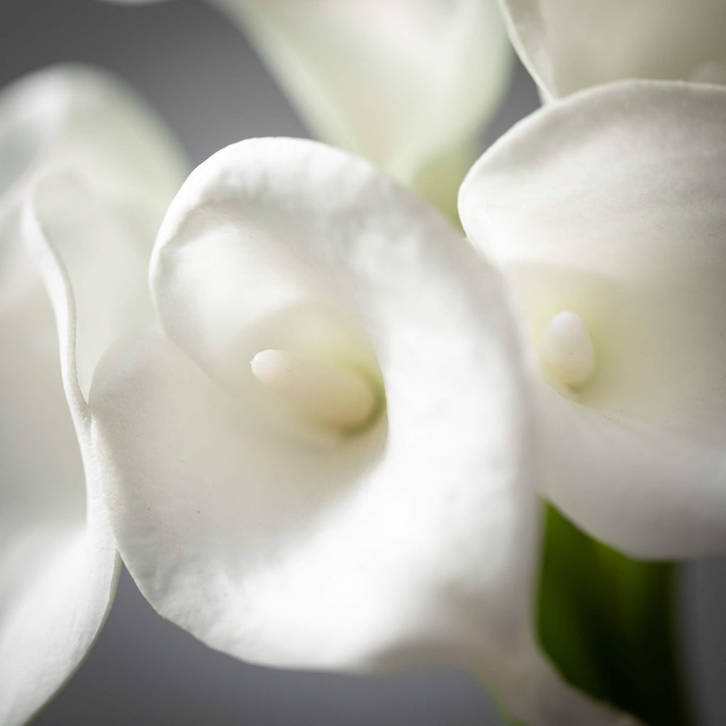 White Cala Lily Bush          