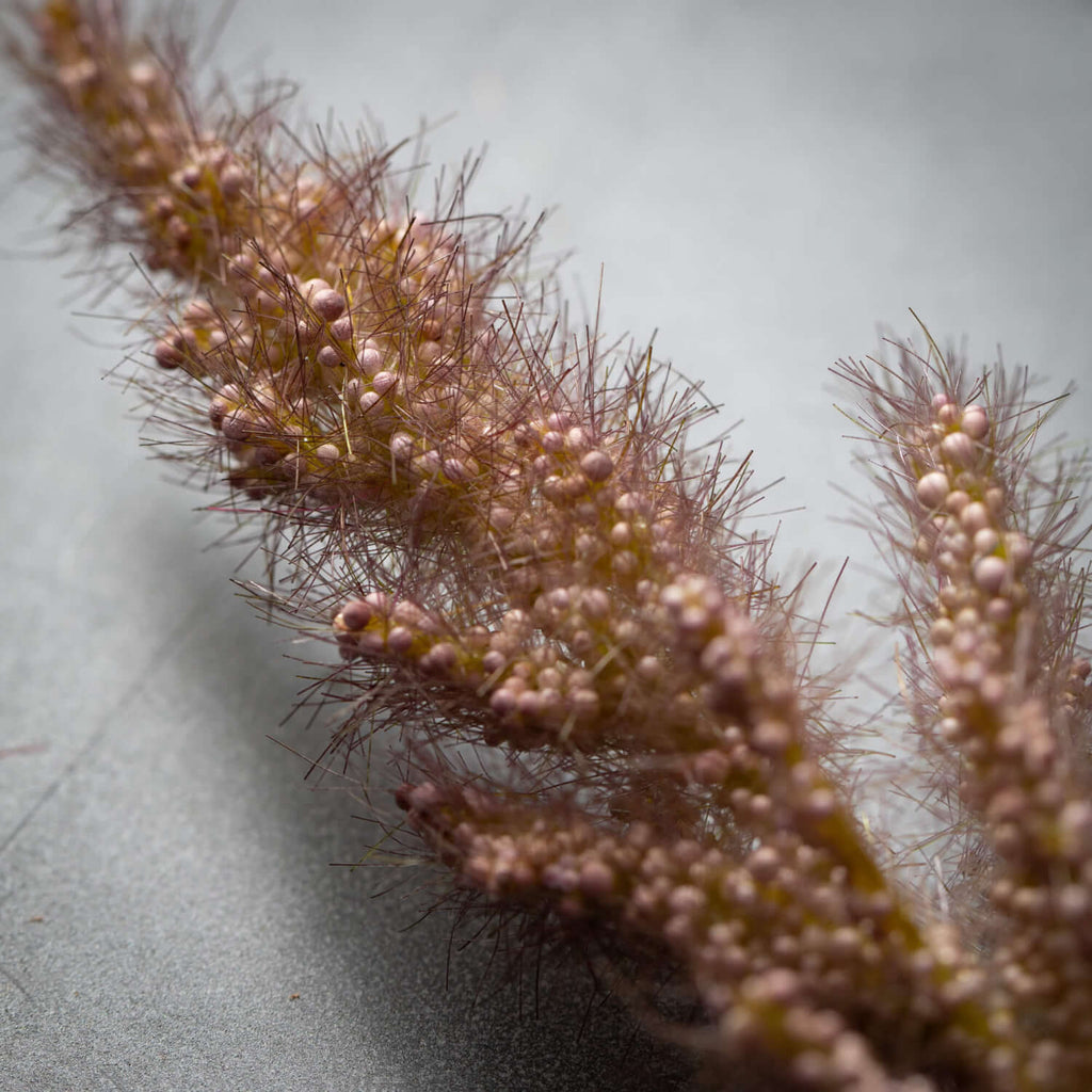 Faux Dried Coffee Brown Plume 