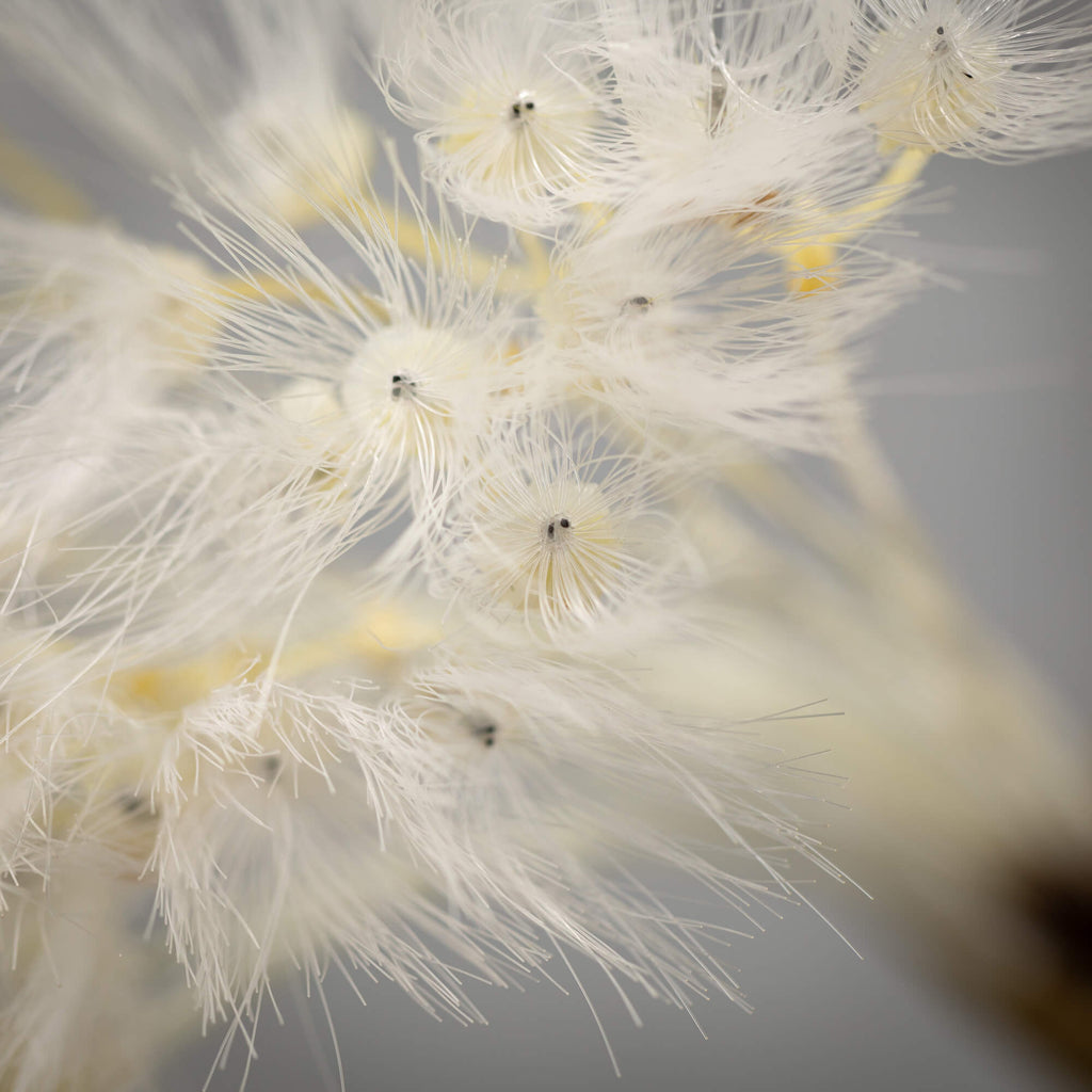 Wispy White Puff Dandelion    