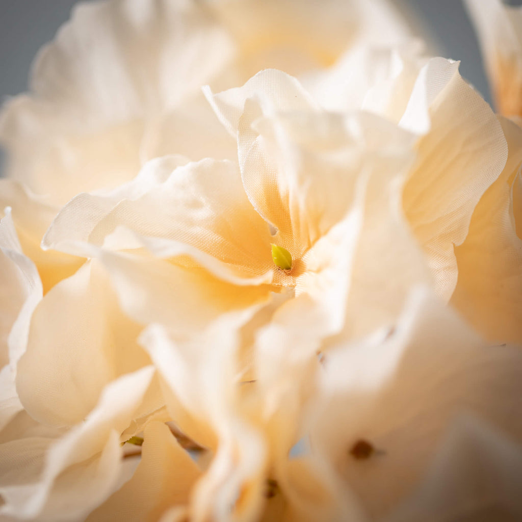 Billowy Soft Cream Hydrangea  