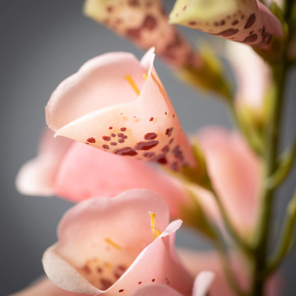 Foxglove Spray                