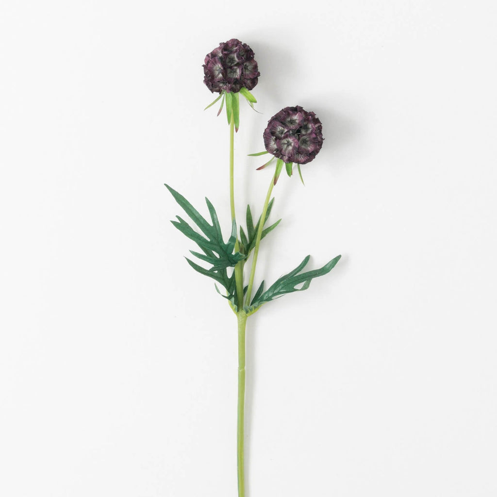 Scabiosa Stem                 