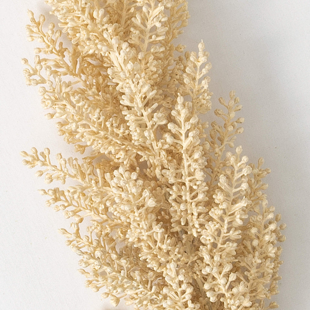 Oversized Cream Astilbe Stem  