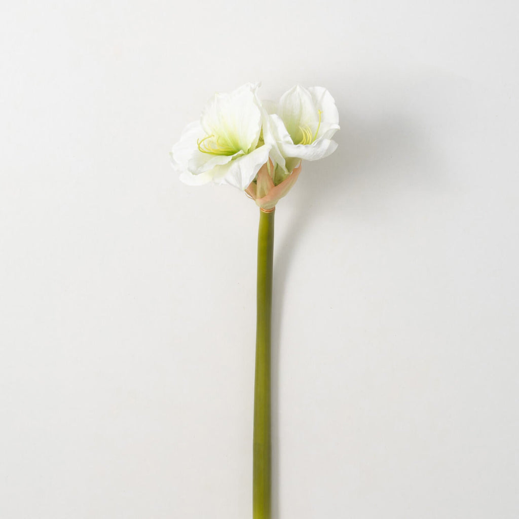 Amaryllis Stem                