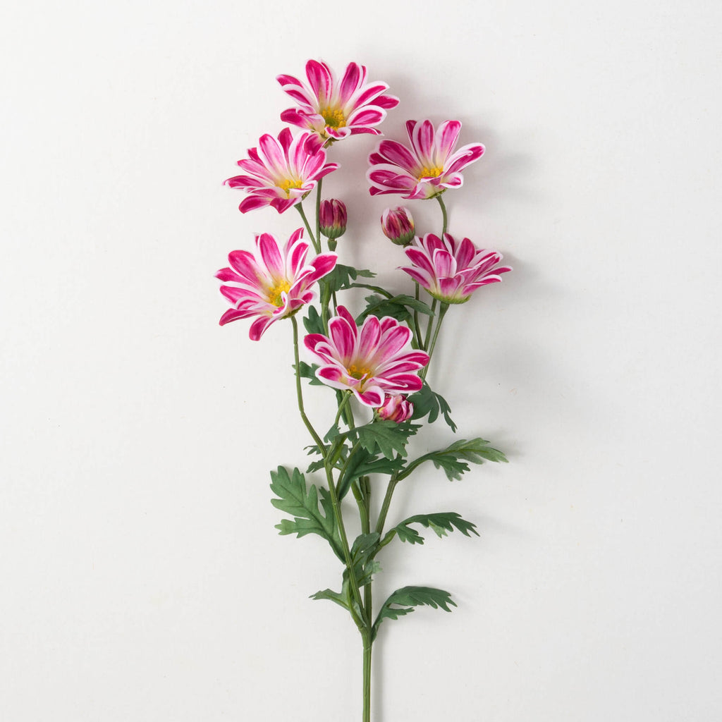 Beauty Pink Gazania Stem      