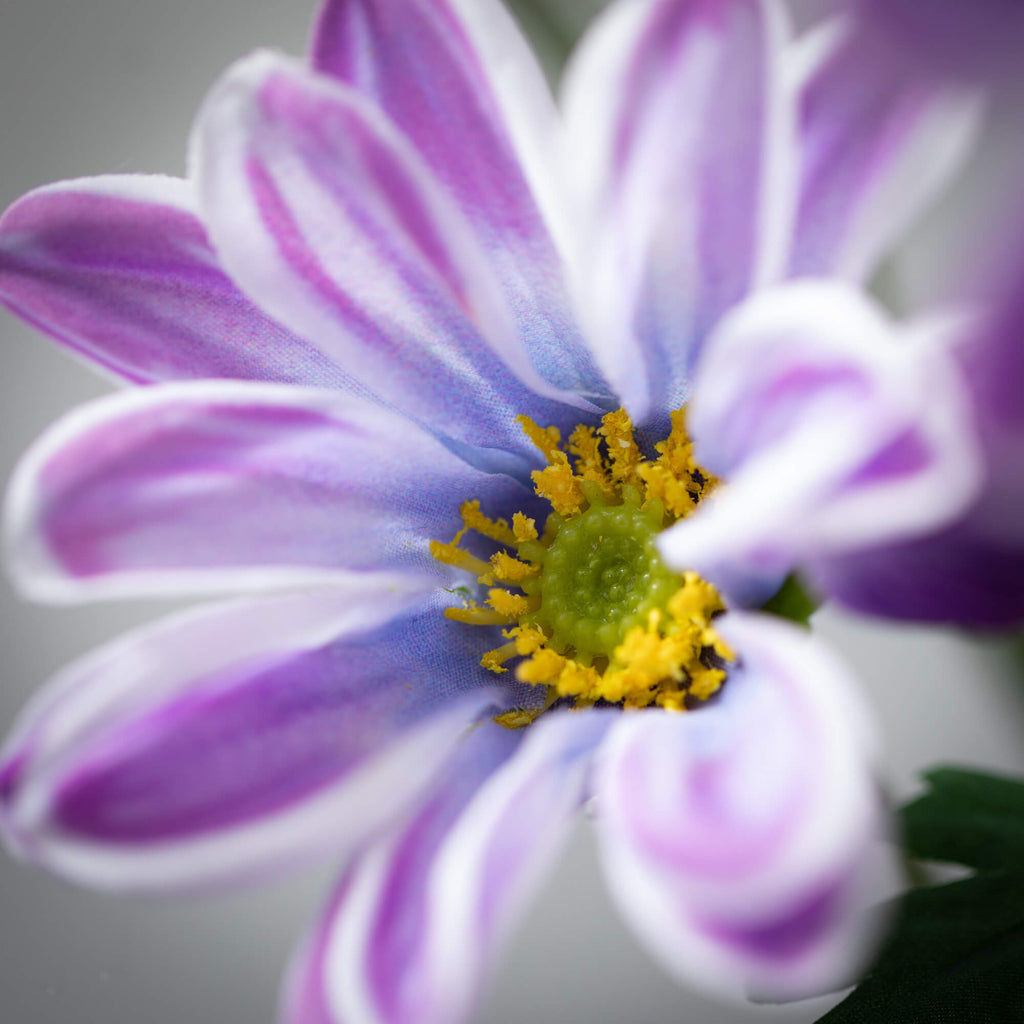 Lavender Lilac Gazania Stem   