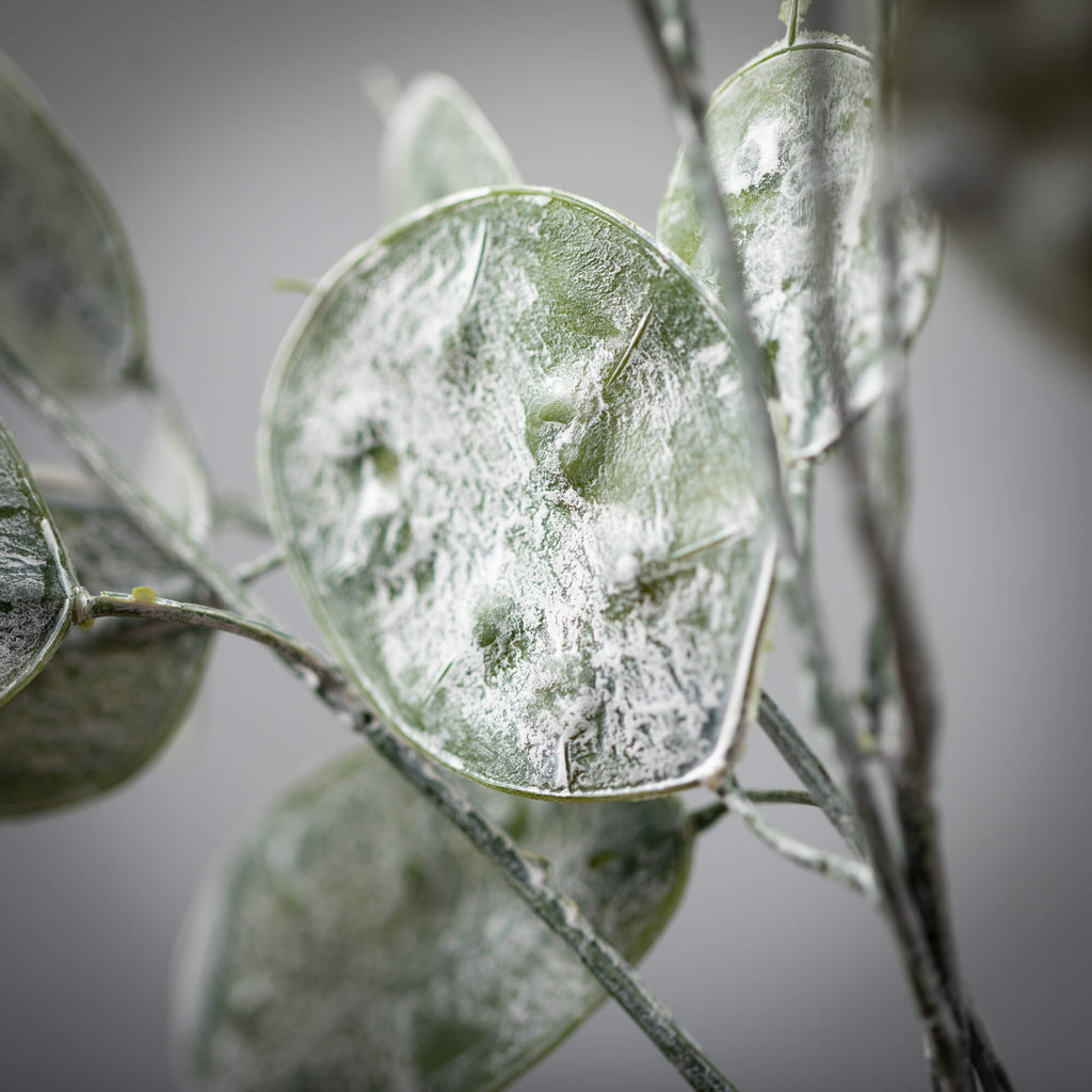 Dark Green Money Tree Spray   