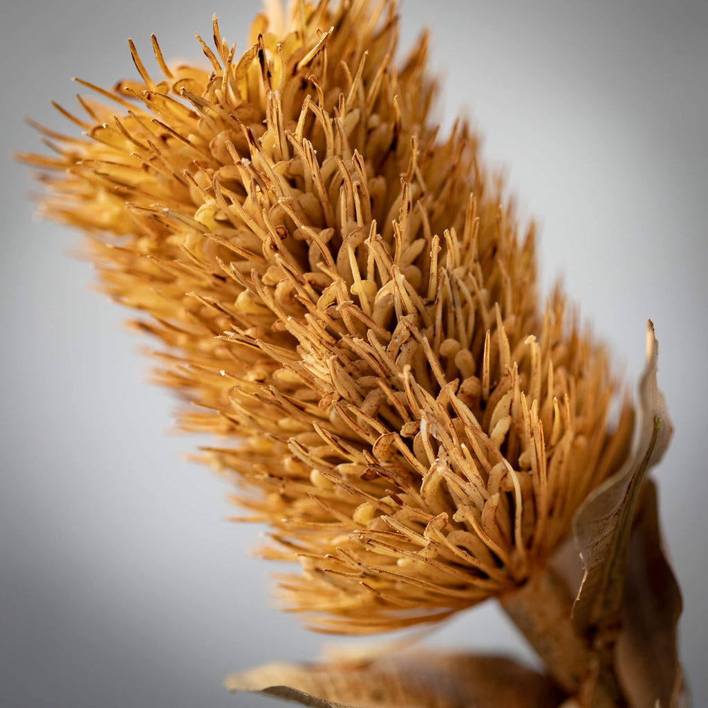 Buff Brown Preserved Cirsium  