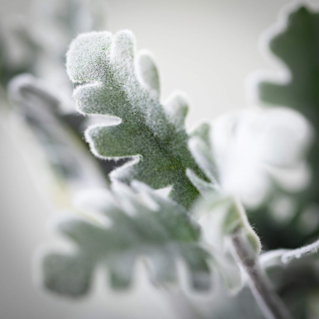 Powder Green Dusty Miller     