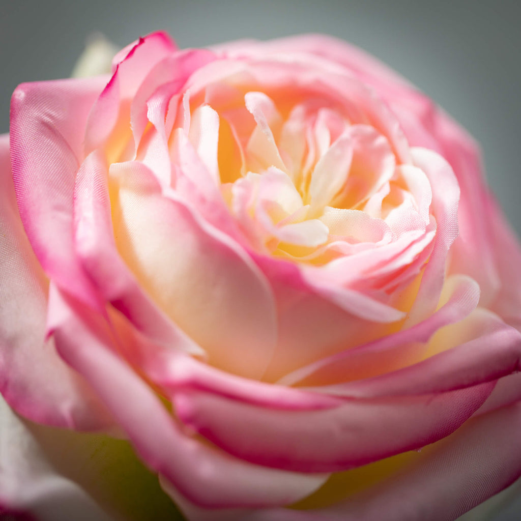 Luminous Light Pink Rose      