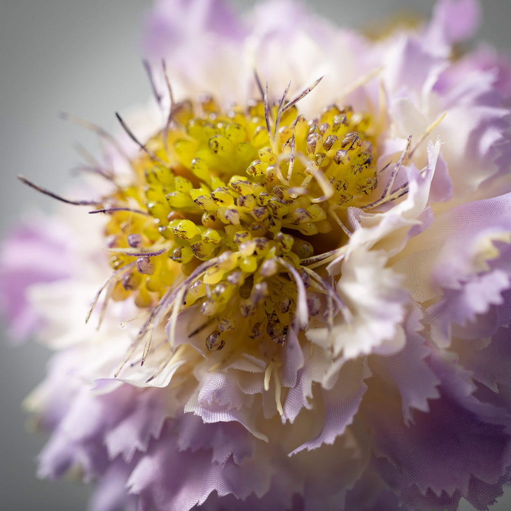 Light Purple Scabiosa Spray   