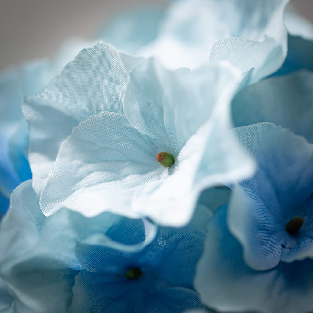 Cottage Blue Hydrangea Bloom  