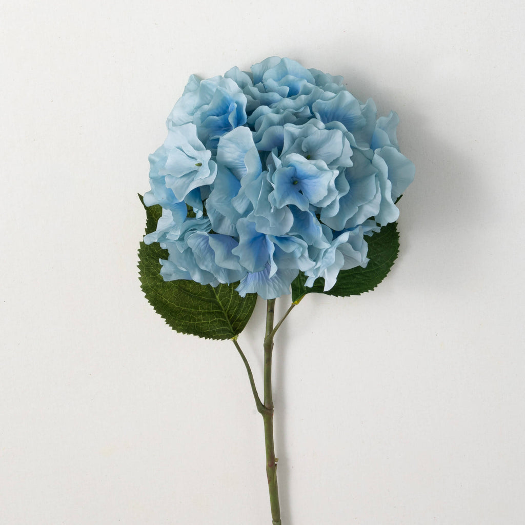 Cottage Blue Hydrangea Bloom  