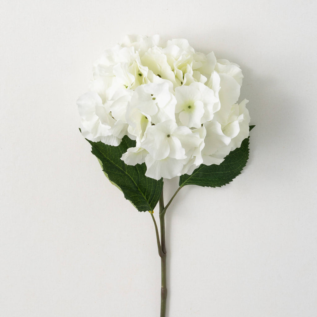 Cottage Cream Hydrangea Bloom 