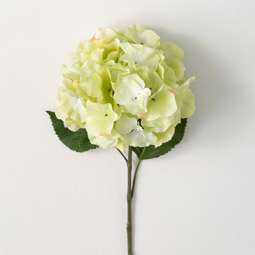 Cottage Green Hydrangea Bloom 